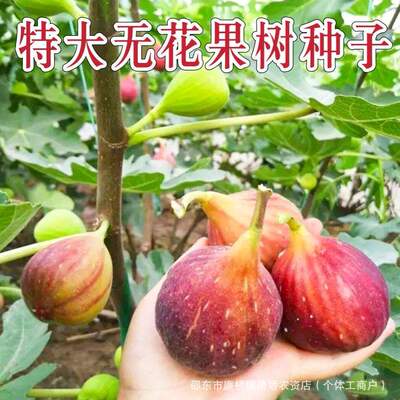 Fig seeds, seasonal courtyard sowing, honey fruit, milk ber