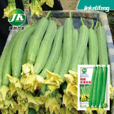 Long fragrant loofah seeds with special characteristics, th