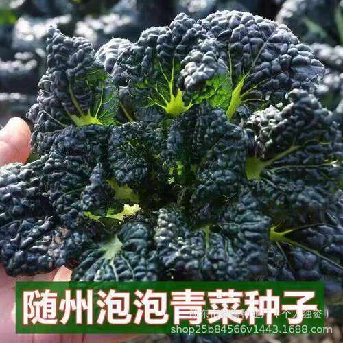 Suizhou Bubble Green Winter Cabbage Hangzhou Wrinkled Leaf