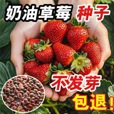 Strawberry seeds novice balcony potted sweet season cream s