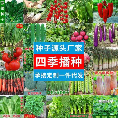 Wholesale Four Seasons Vegetable Seeds Complete Indoor and
