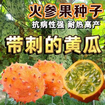 Fire ginseng fruit seeds, Mars fruit, sea ginseng fruit, Af