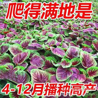 Round leaved flower, red amaranth seeds, vegetable seeds, h