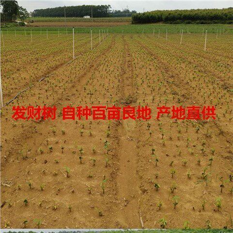 发财树专用土原生泥土9斤19斤