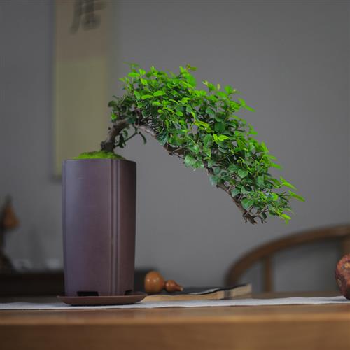 悬崖式雀梅盆景老桩植物客厅书房茶几窗台阳台办公室绿植室内盆栽