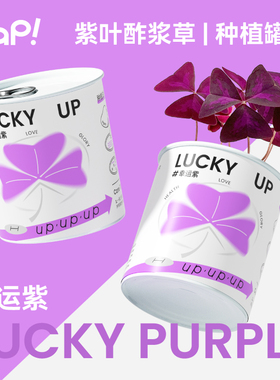 【结婚礼物】pap紫色幸运草开运桌面盆栽好养懒人创意礼物可定制