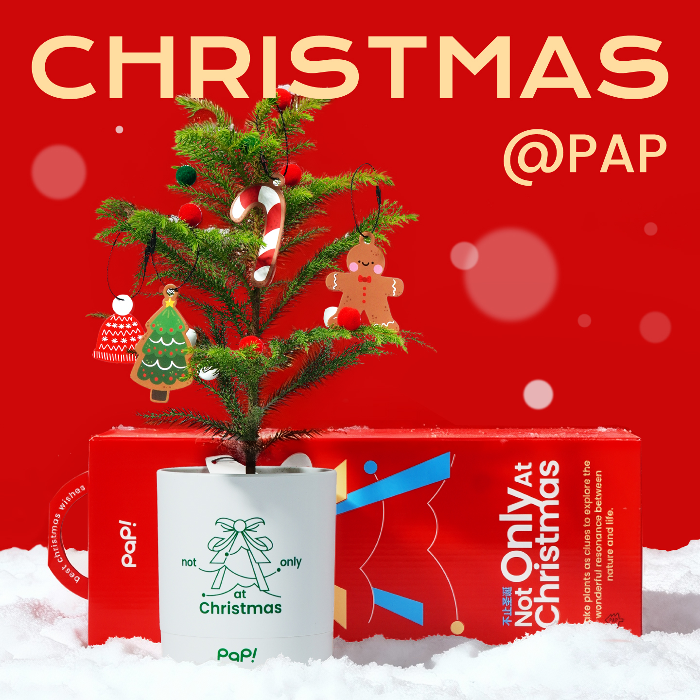 【圣诞礼物】PAP不止圣诞南洋杉盆栽礼盒鲜活圣诞树闺蜜朋友同事