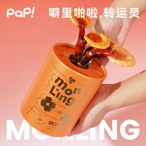 【好运礼物】pap转运灵活灵芝盆栽礼盒招财玄关摆件送朋友开业