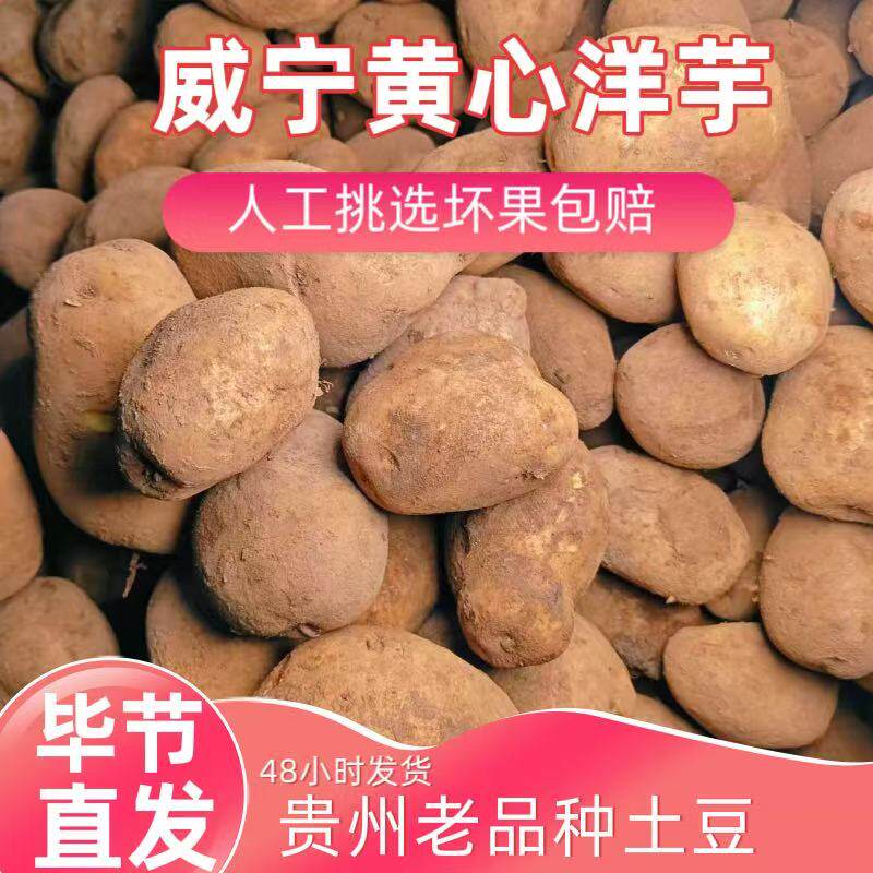 农家自种贵州威宁正宗l老品种黄心土豆新鲜现挖高山自种马铃薯