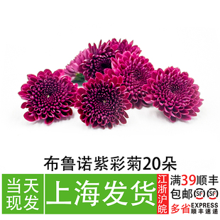 新鲜紫纽扣菊20朵 刺身三文鱼拼盘装饰花草日料姿造摆盘点缀花