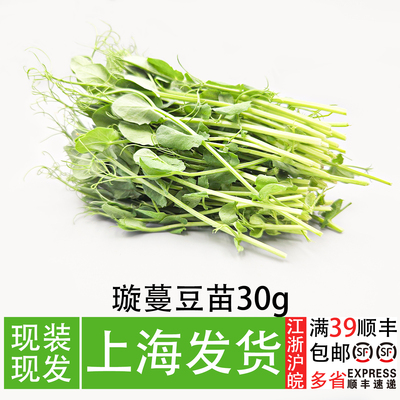 新鲜水培旋蔓豆苗30g摆盘装饰