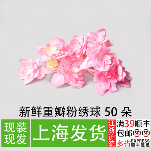 重瓣粉绣球50朵酒店餐饮摆盘花草