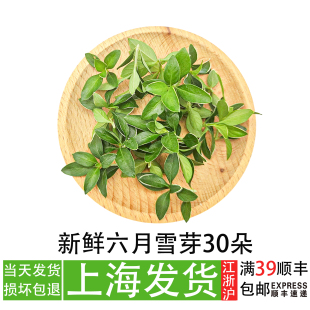 新鲜六月雪嫩芽30朵餐厅菜品摆盘花草造型蛋糕装饰甜品点缀叶子