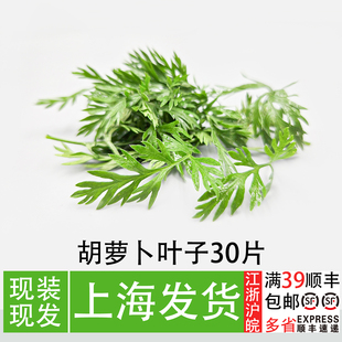 新鲜胡萝卜叶子30片餐厅摆盘装饰花草西餐甜品蛋糕点缀萝卜缨子