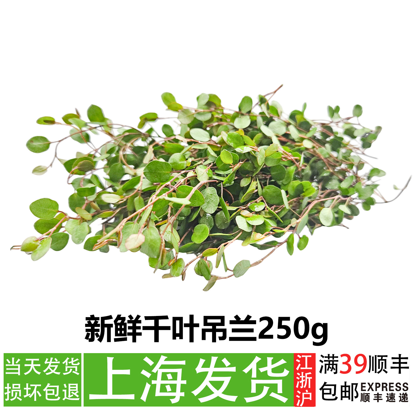 新鲜千叶吊兰叶子20g餐饮美食冷菜摆盘点缀烘焙蛋糕甜品围边装饰