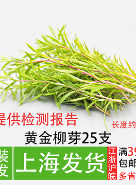 新鲜黄金柳芽50支嫩芽摆盘花草蛋糕装饰酒店日料刺身拼盘点缀造景