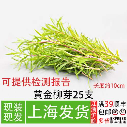 黄金柳芽25支嫩芽摆盘装饰花草