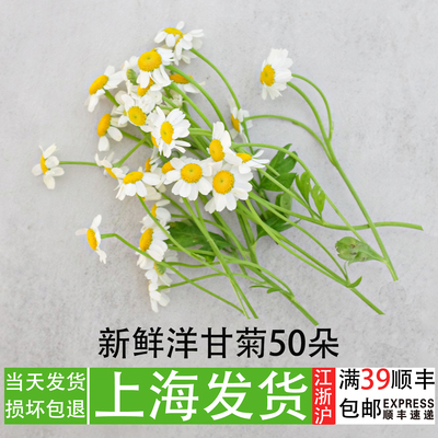 洋甘菊餐厅摆盘花装饰花草