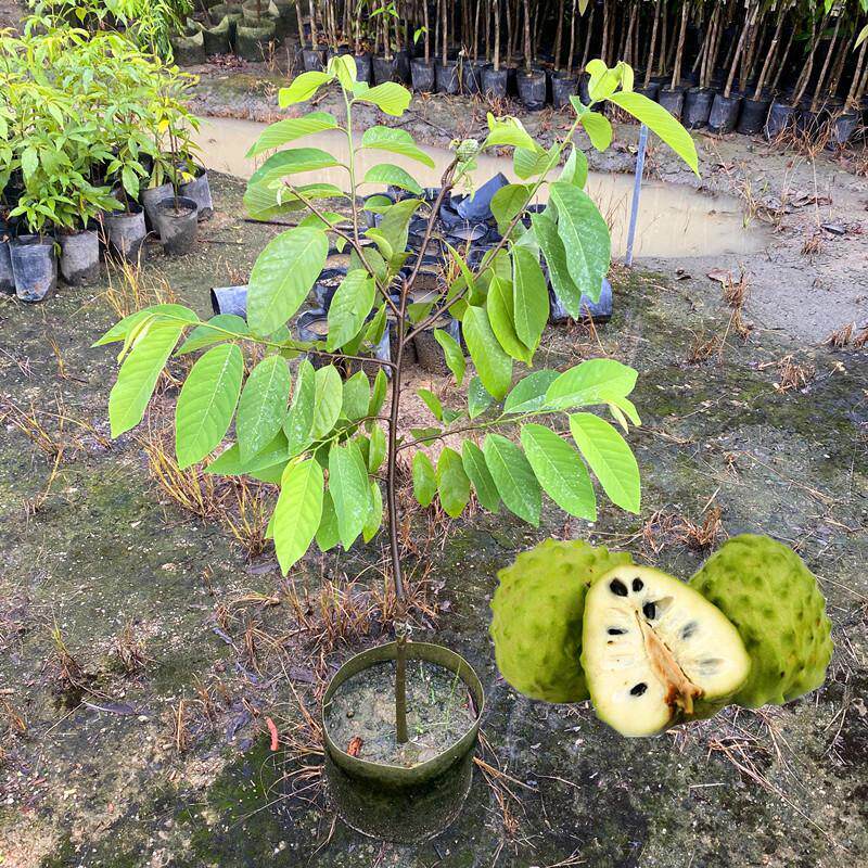 台湾凤梨释迦果苗 释迦果树苗 嫁接苗佛陀果番荔枝苗南方当年结果