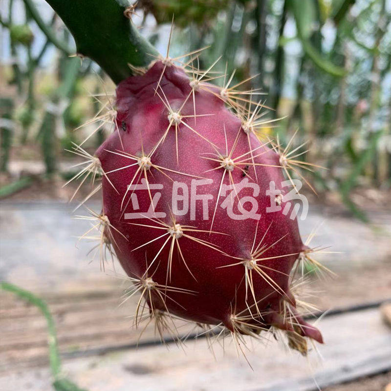 巴西红皮燕窝过苗盆栽果树苗南方北方四季阳台种植燕窝果