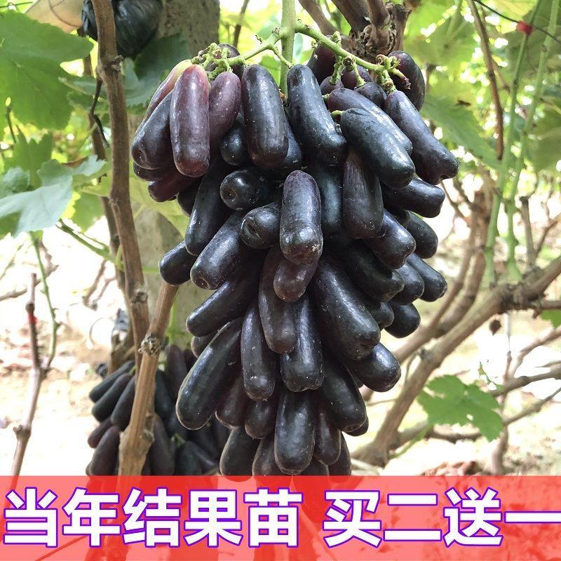 蓝宝石葡萄苗果树庭院爬藤南方北方种植阳光玫瑰葡萄树苗当年结果