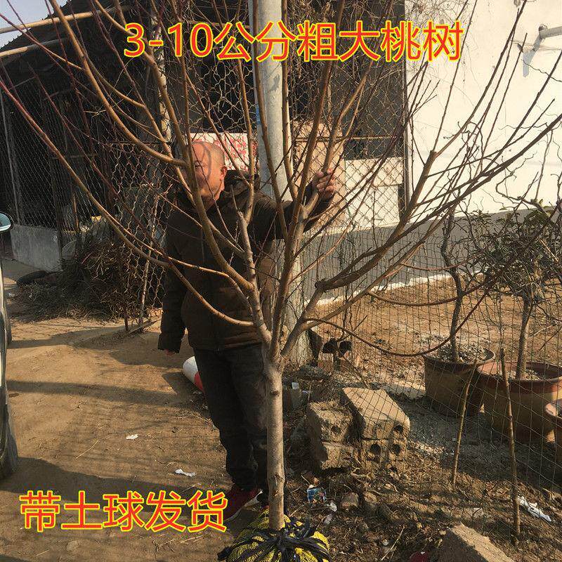 出售3-10公分山东精品树形大桃树苗当年结果树形好桃树苗别墅庭院
