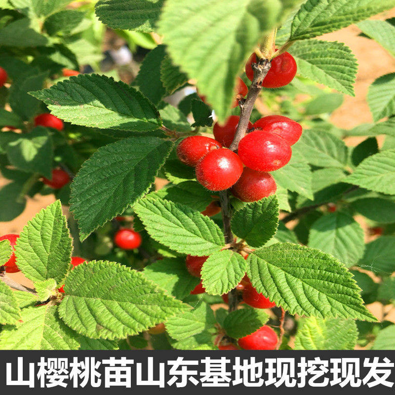 野生东北小樱桃山樱桃苗果树苗南方北方庭院种植当年结果毛樱桃苗