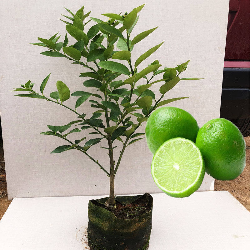 柠檬树苗 海南无籽青柠檬越南青柠檬香水柠檬嫁接四季当年结果