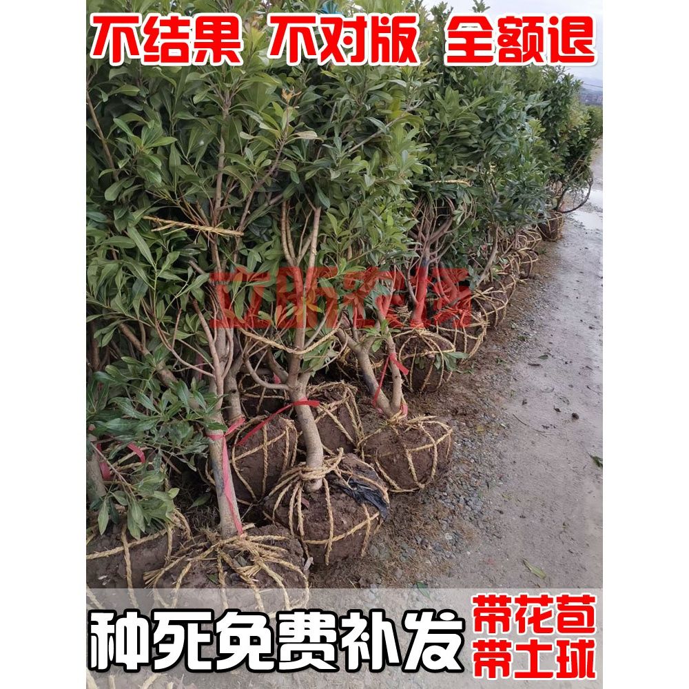 浙江仙居东魁杨梅树特大树苗东槐带土盆栽植物水果树果苗南方种植