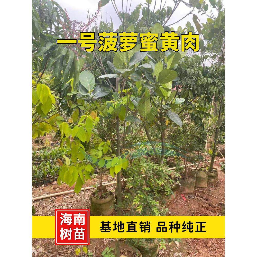 海南菠萝蜜树树苗嫁接果苗四季红肉黄肉南方地摘盆栽热带果树苗木