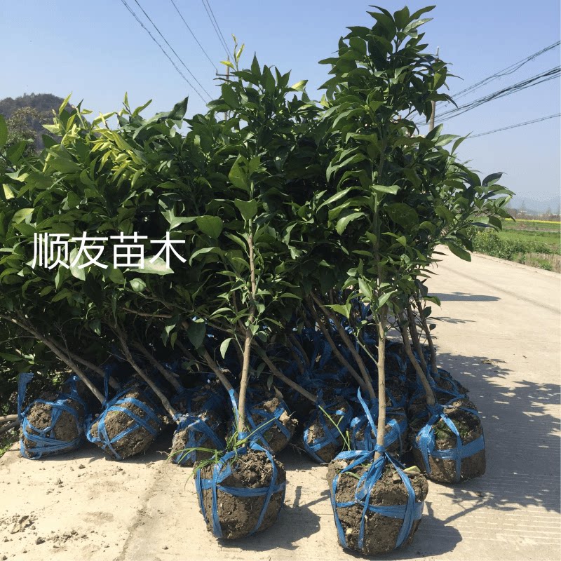 2年浙江台州爱媛红美人蜜桔柑橘苗盆栽果树苗橘子树桔子苗28盆栽