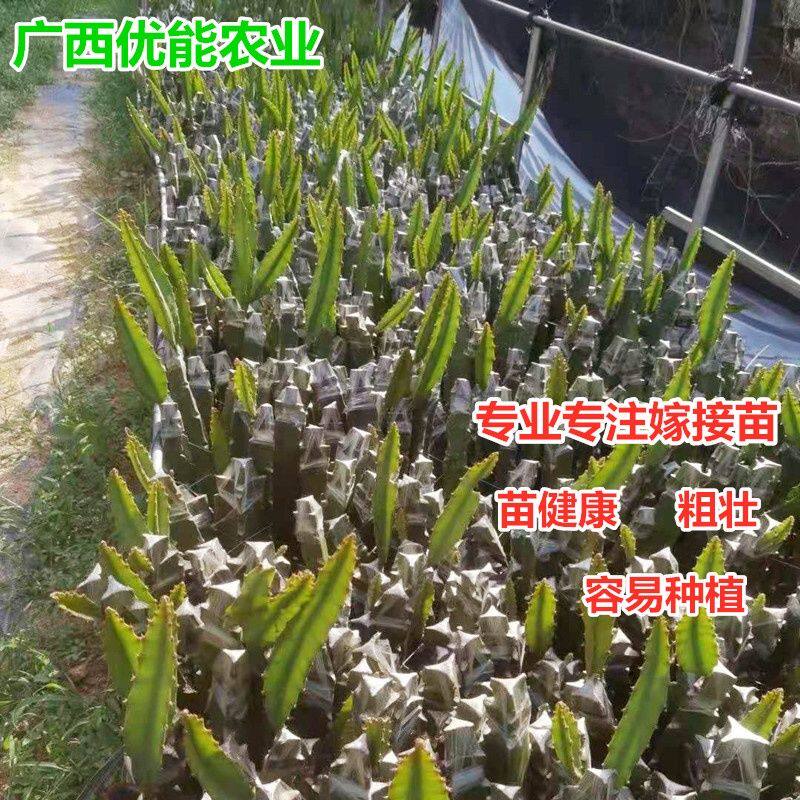 燕窝果苗带果新品种黄皮白肉火龙果嫁接苗麒麟果树当年结果黄火龙