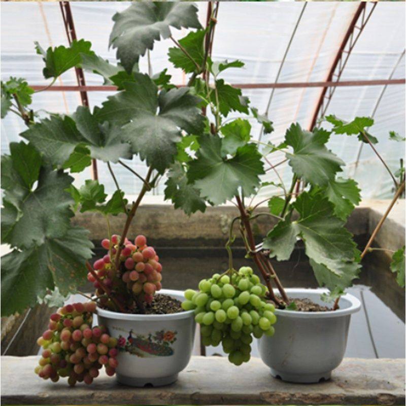 蓝宝石葡萄苗盆栽葡萄树苗巨峰夏黑庭院果树苗当年结果南方北方种