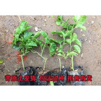 台湾金霸黄金百香果苗果树果苗北南方种植百香果树四季爬藤特大果