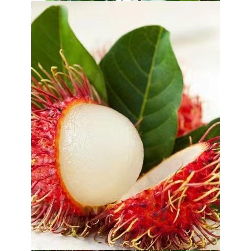 嫁接红毛丹树苗泰国毛荔枝毛龙眼水果树苗荔枝苗盆栽地栽当年结果