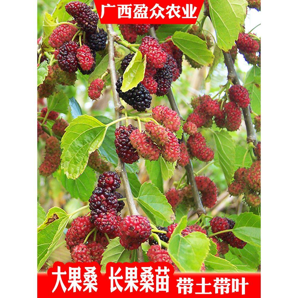 桑葚苗树苗 台湾无籽大十果桑苗长桑果树当年结果 桑葚嫁接苗