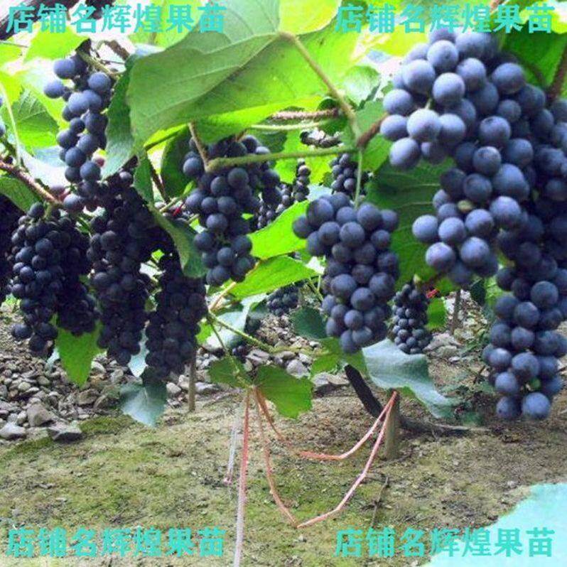 优质高山葡萄苗刺葡萄树苗紫秋二号葡萄果苗酿酒鲜食南北方种包邮