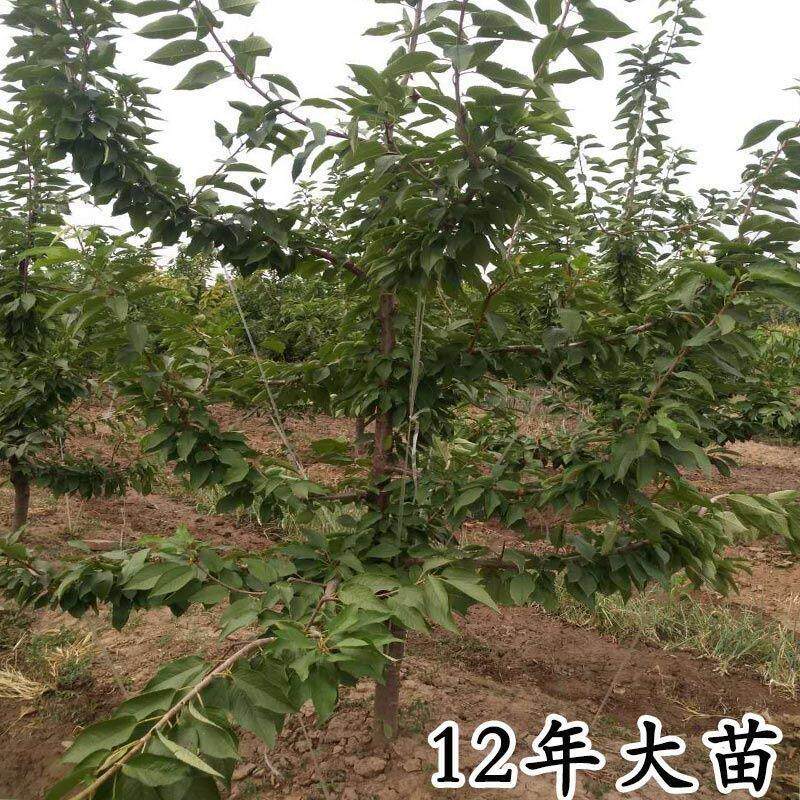 绿丰大樱桃树正宗山东烟台车厘子树苗栽方北方地种南植当年结果苗