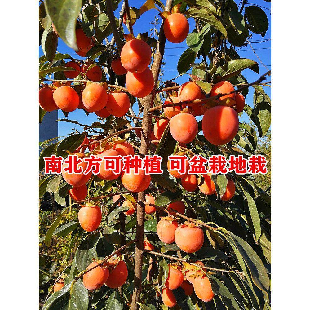 黑柿子苗树四季脆甜特大阳台盆栽地栽水果苗南方北方果树果苗种植