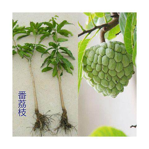 佛陀果番荔枝苗台湾释迦果苗番荔枝树苗佛头果凤梨释迦果树苗