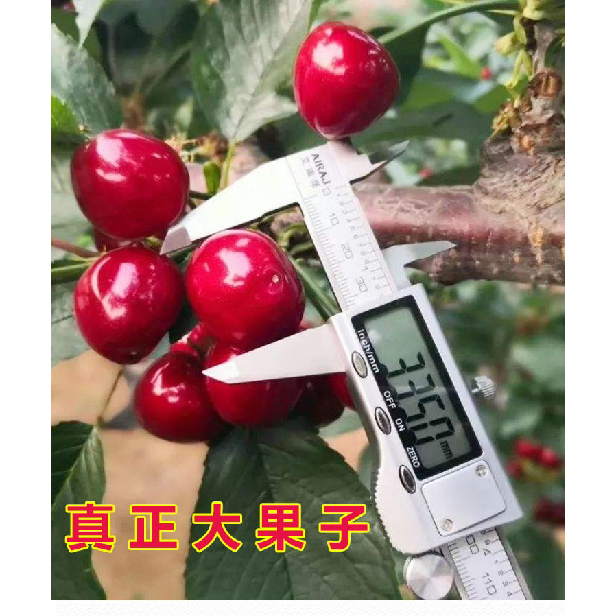 嫁接樱桃树苗新品种特大车厘子树苗南方北方种植果树果苗当年结果