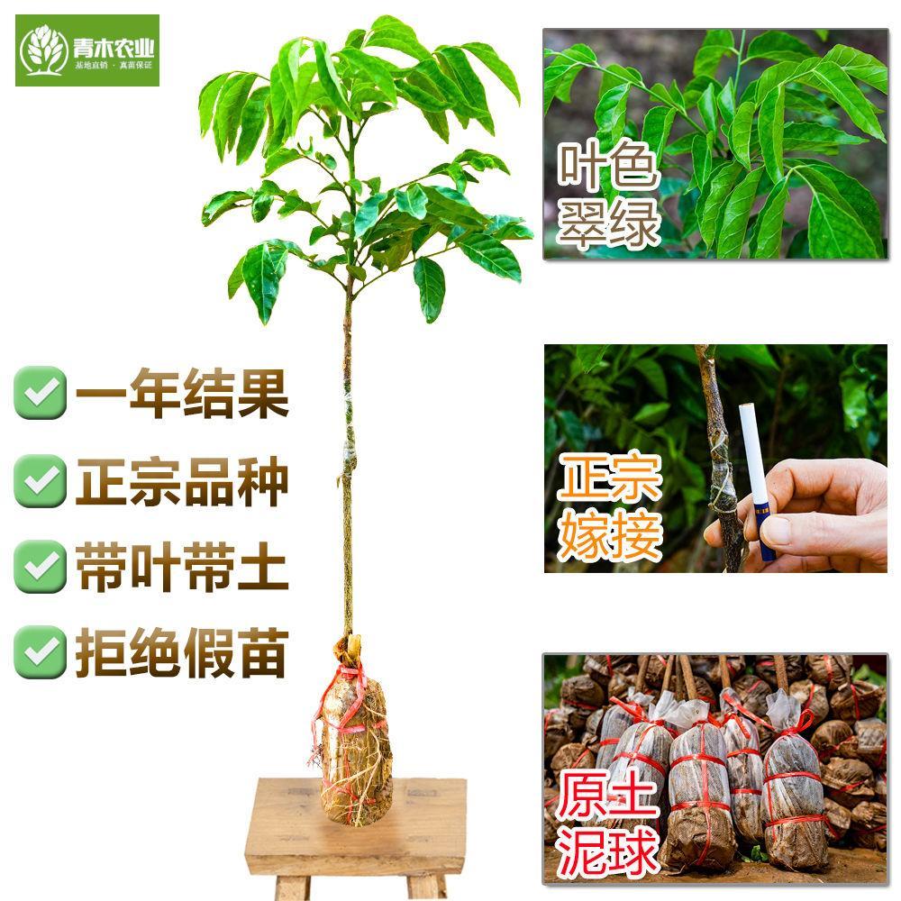 广西黄皮果苗南方果树嫁接苗鸡心黄皮树苗无核当年结果带泥球盆栽