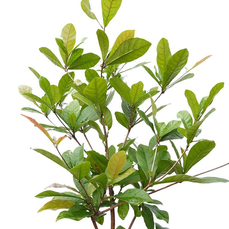 神秘果苗盆栽神秘果树苗庭院阳台带叶当年结果广西容县