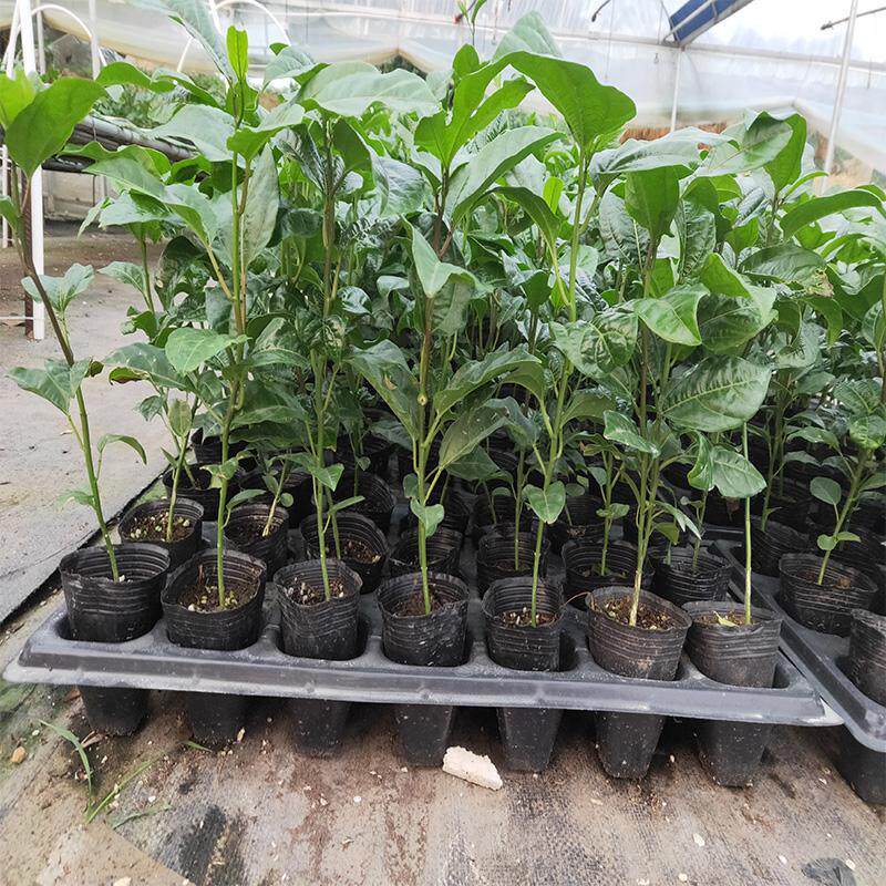 加拿大红皮红肉百香果苗 黄金紫香台农百香果树苗盆栽当年结果