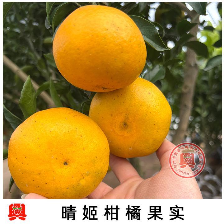 晴姬柑橘苗新品种橘子阳光公主杂交品种柑橘果苗地栽盆栽移栽苗