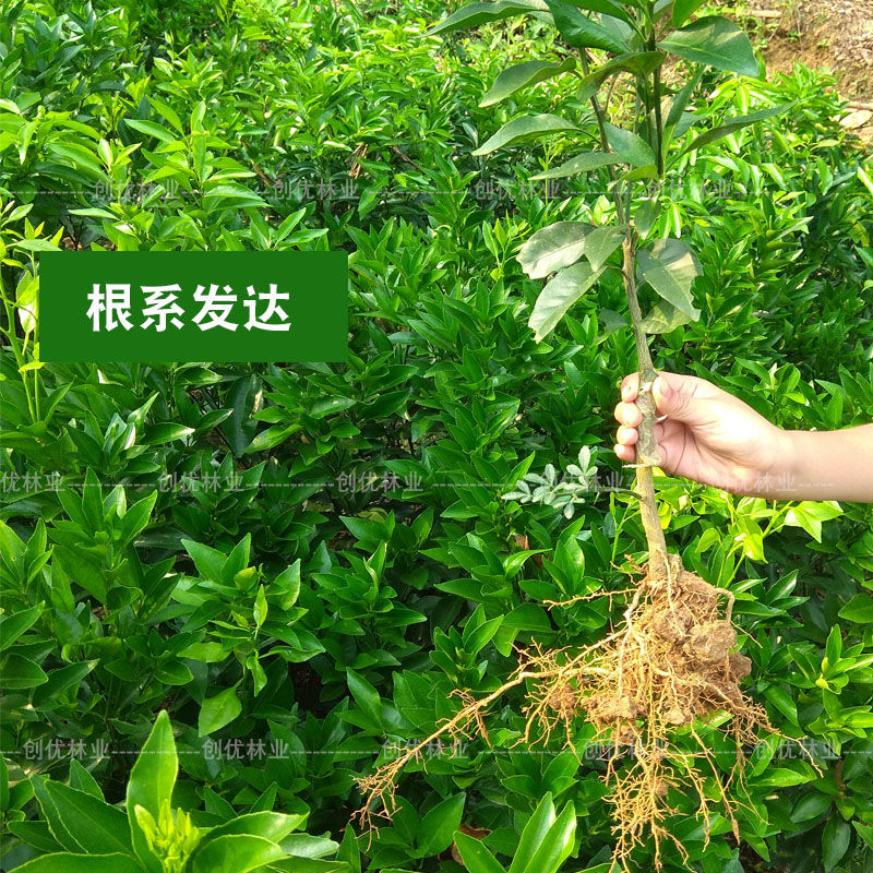 无核沃柑苗嫁接苗南方种植皇帝柑庭院盆栽苗金秋金奎沙糖桔果树苗