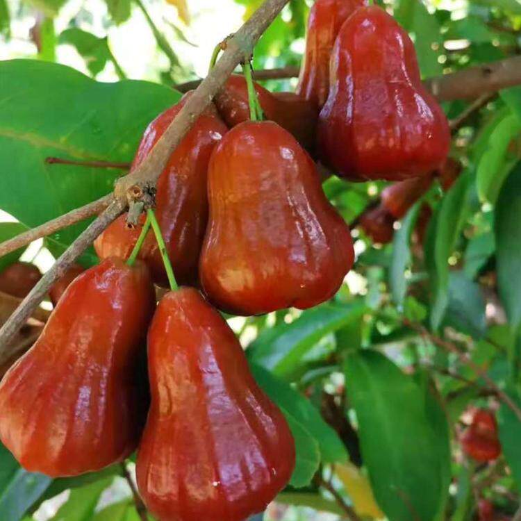 台湾莲雾果树苗大叶红黑金刚嫁接苗当年结果四季南北方种水果树