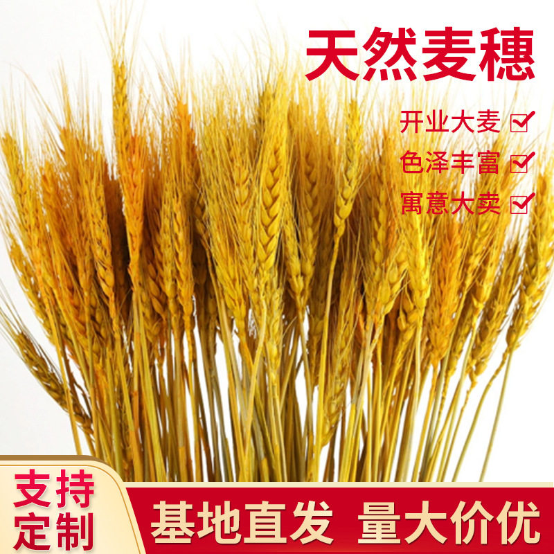 金色开业大麦干花花束大麦拍摄道具摆件装饰花篮麦穗干花束