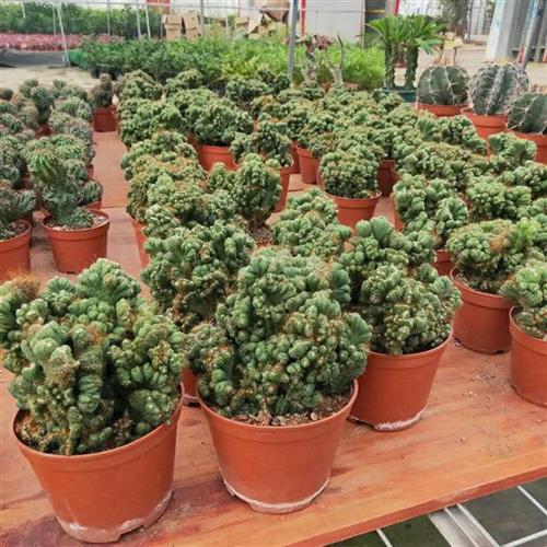 多肉罗汉花卉非常容易虎头山泰国盆栽植物含盆x仙人掌