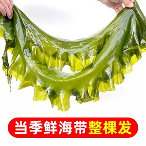 新鲜盐渍整棵海带包饭包5斤商用非干货打饭包专用凉拌菜火锅食材